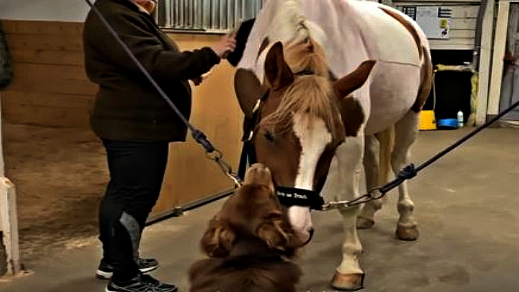 Horse and dog friendship bonding
