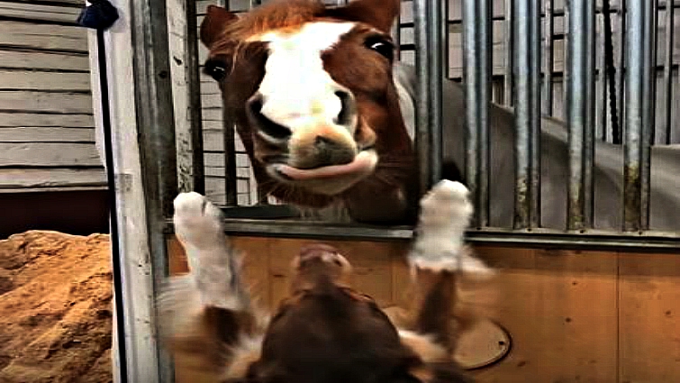 Dog and horse playing together
