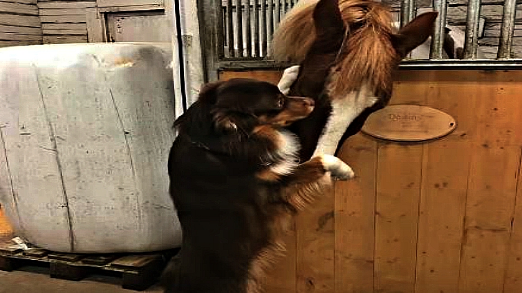 Orion and Destiny horse dog bond