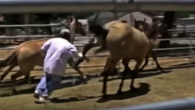 Horse protection instinct
