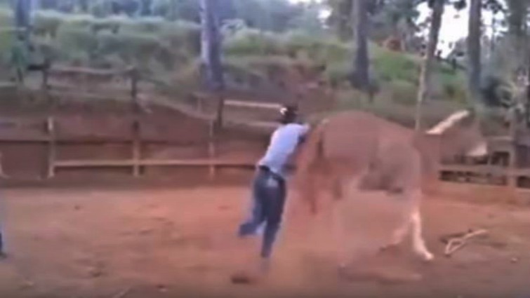 Horse protection and defense