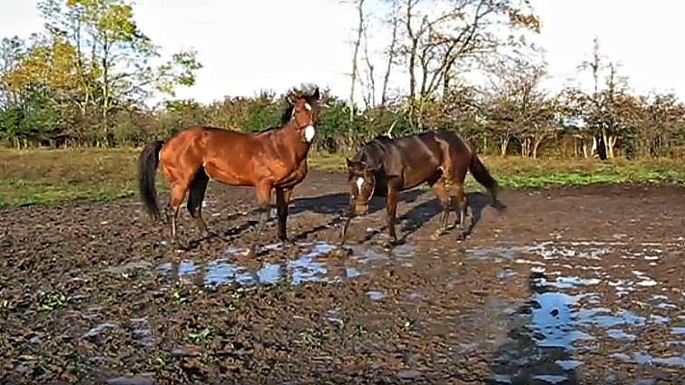 Horse rolling in mud for cooling and skin health