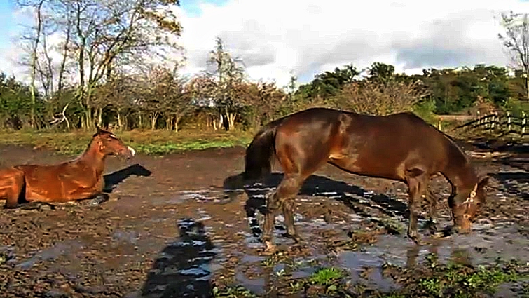 Horses enjoying mud bath together