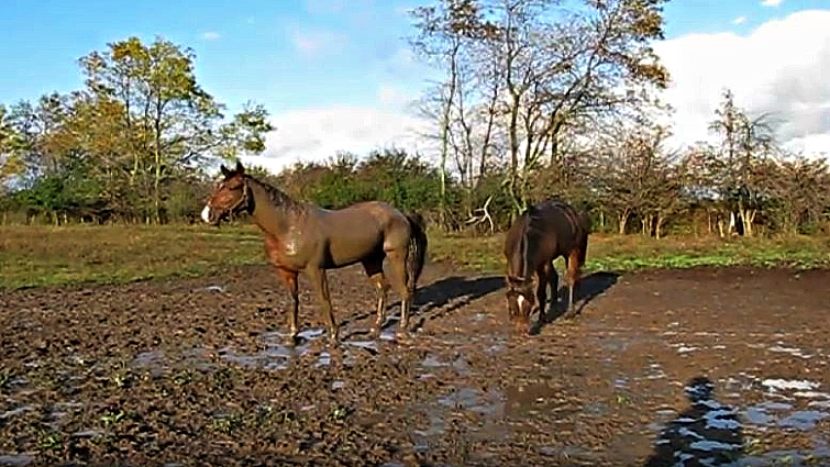 Happy horse covered in mud after rolling