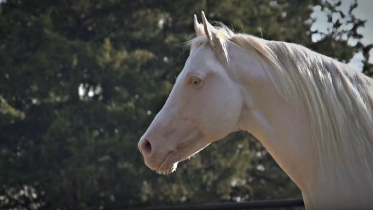 Cremello Quarter Horse Dun It In Platinum