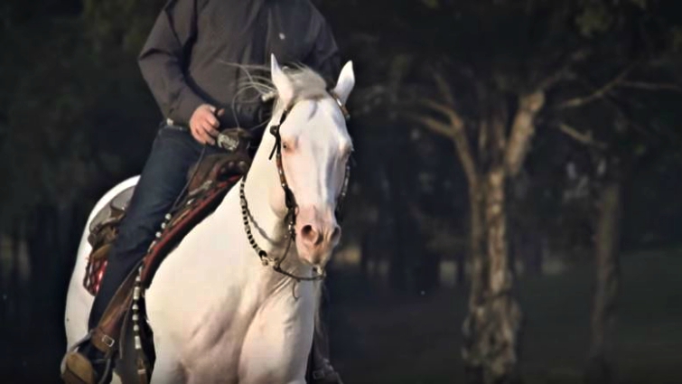 Cremello stallion with muscular build