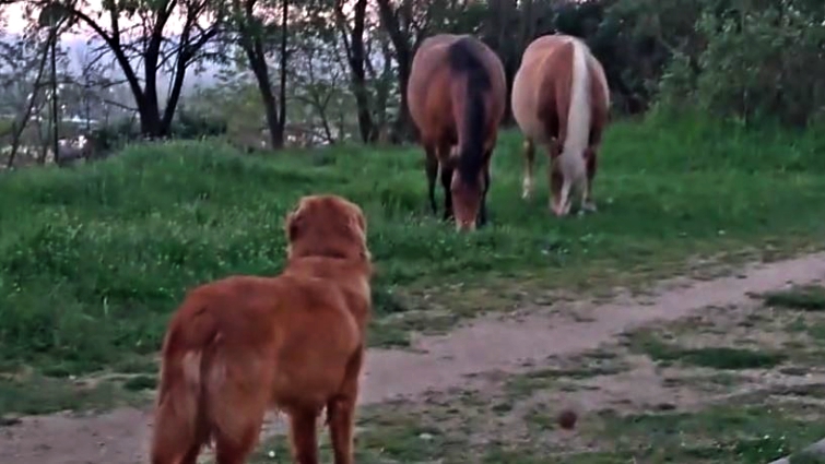 Dog meeting horses