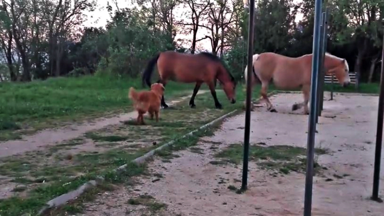 Horse and dog interaction