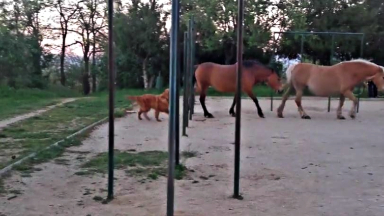 Dog enthusiastically approaching horses