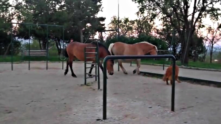Dog attempting to play with horses