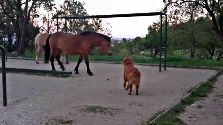 Horses and dog together