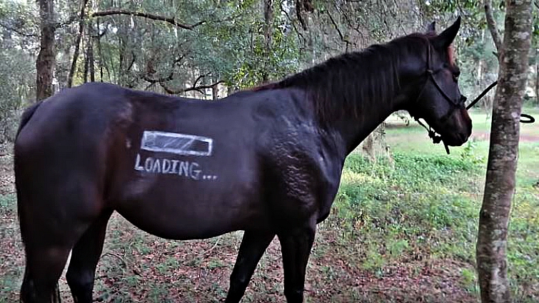 Horse in festive Halloween outfit