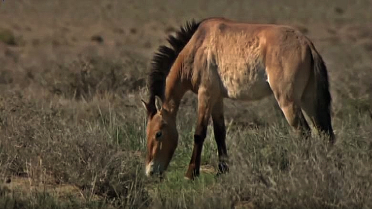 Domesticated horse evolution