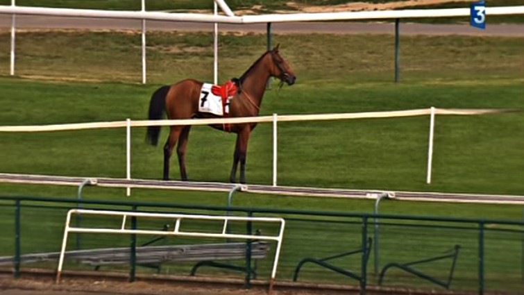 Aftermath of racehorse escape