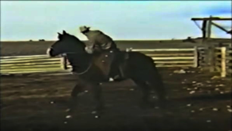 Wild mustang running free