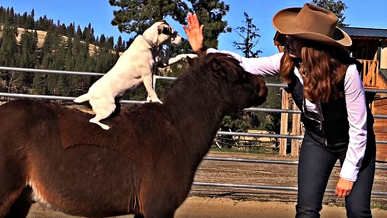 Dog riding on miniature horse
