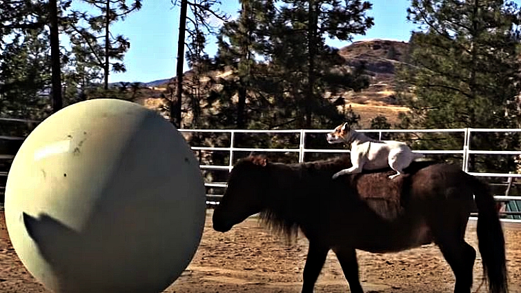 Dally and Spanky playing together on ranch