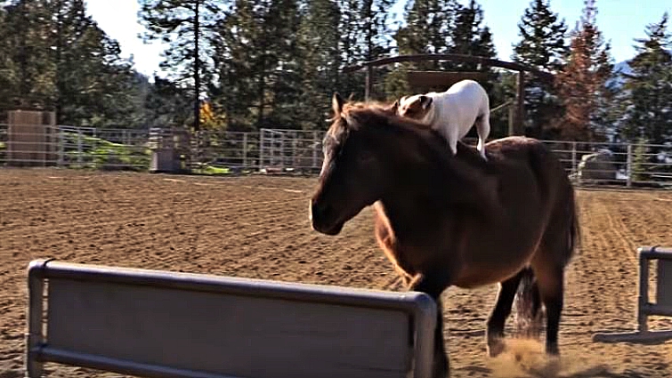 Jack Russell terrier on miniature horse