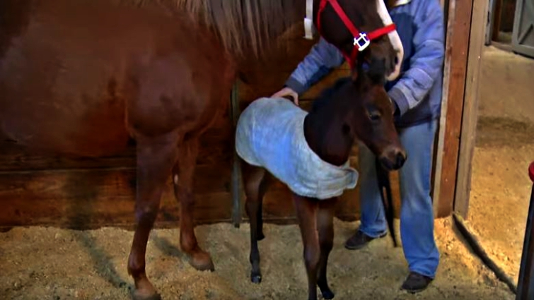 Newborn foal and mare bonding in stable