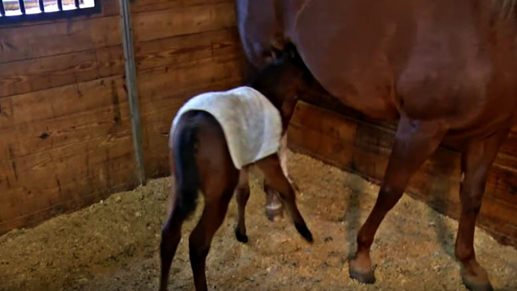 Veterinarian examining young foal with dam present