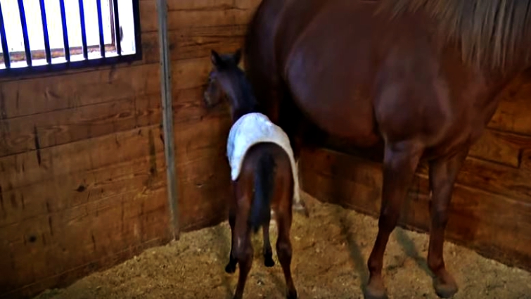Foal interaction with veterinarian