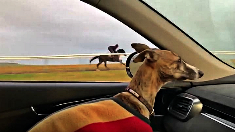 Bobby the dog with racehorse trainer Jamie Osborne
