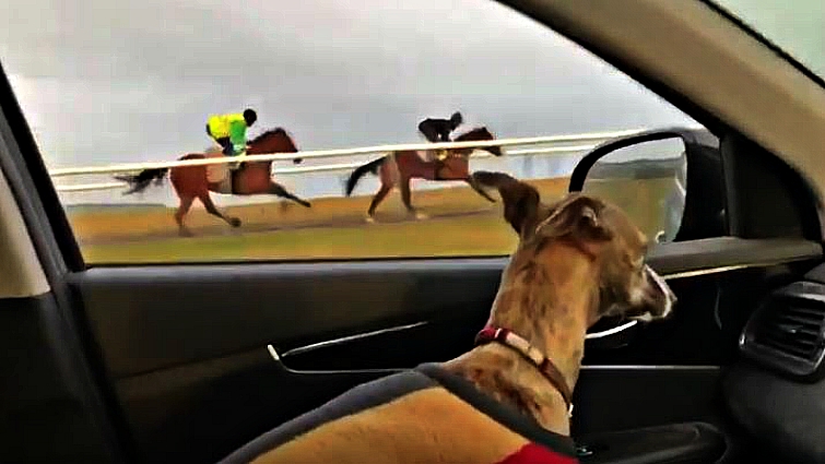 Bobby running toward the galloping horses