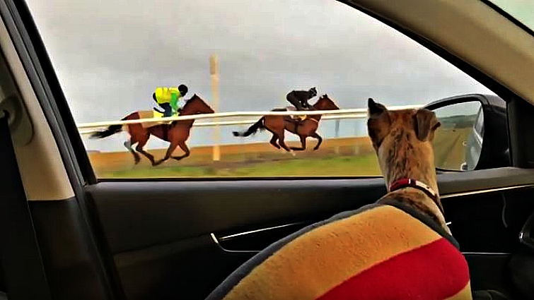Jamie Osborne watching Bobby chase the horses