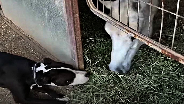Doug the dog with his horse friend