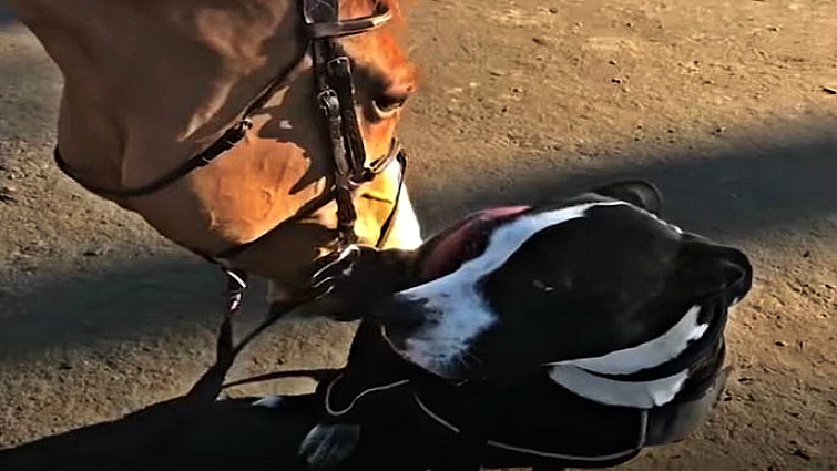 Doug imitating horse behavior