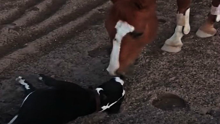 Doug surrounded by his horse family