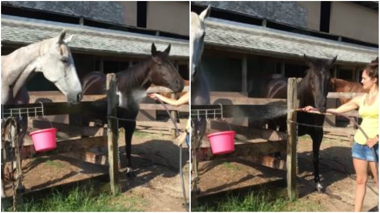 Chestnut horse being showered with hose