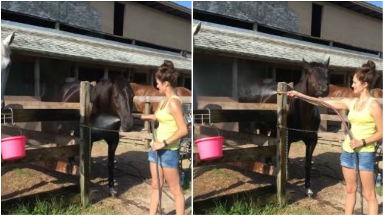 Horse taking hose in mouth