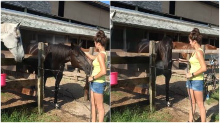 Chestnut stallion enjoying water