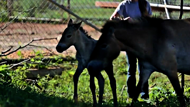 Przewalski's horse foal
