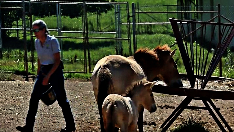 Endangered horse breed conservation