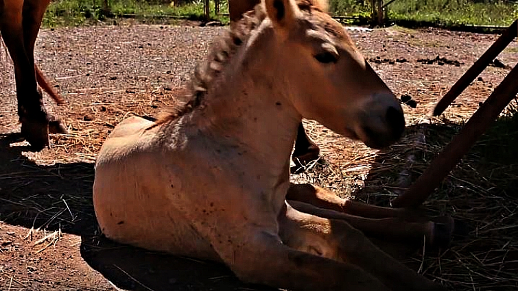 Horse breed preservation efforts