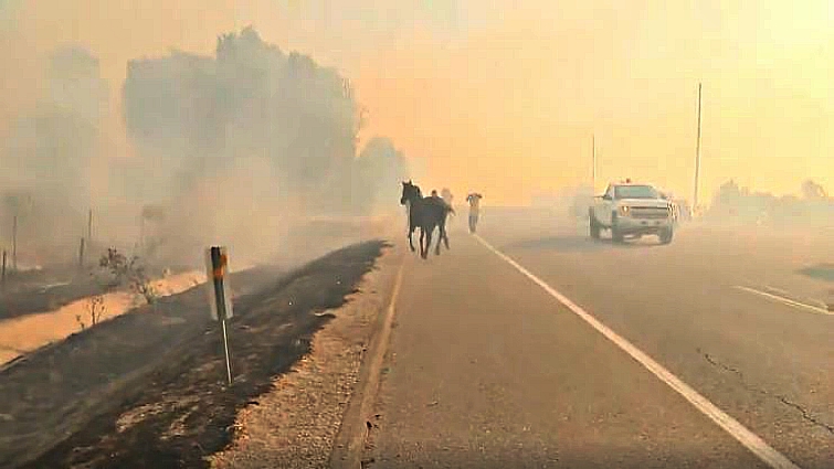Stallion during wildfire rescue