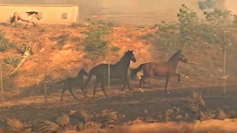 Horses being safely evacuated