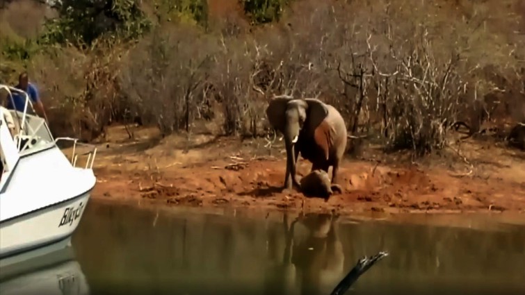 Mother elephant protective of baby