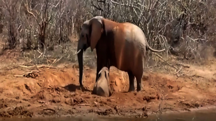 Baby elephant stuck in mud rescue