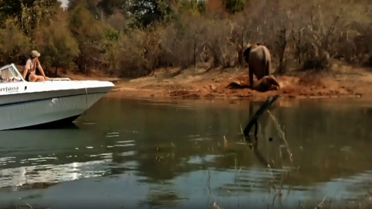Elephant rescue mission