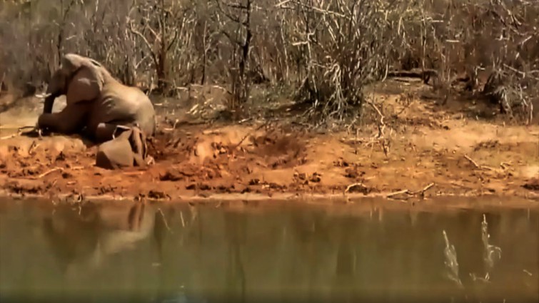 Baby elephant rescued from mud