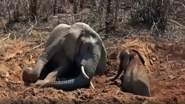 Mother and baby elephant reunited