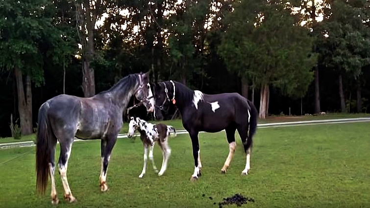 Tennessee Walking Horse mare protecting foal