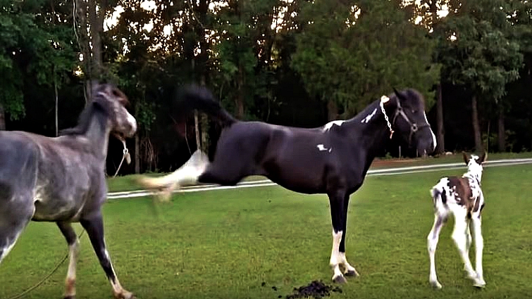 Mare stance protects foal