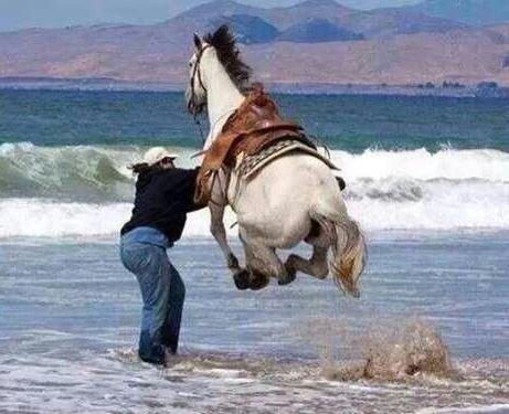 Spooky horse reacting to unfamiliar objects
