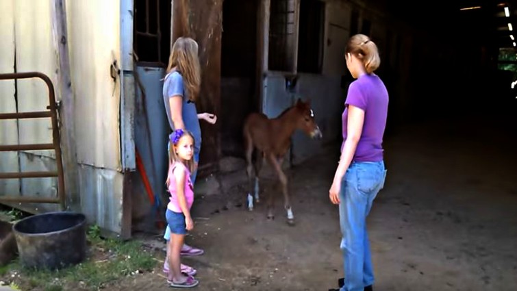 Protective mare with foal in stall