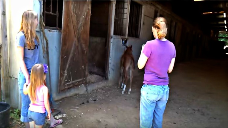 Family approaching young foal in stall