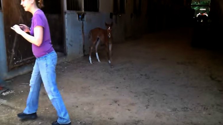 Mare running to foal's aid